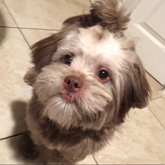 puppyguppy